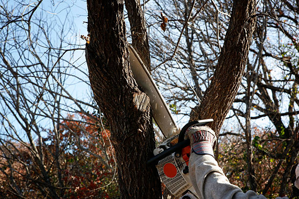 Best Tree Preservation Services  in Orchards, WA