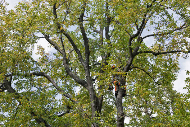 Best Commercial Tree Removal  in Orchards, WA